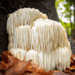 lions mane